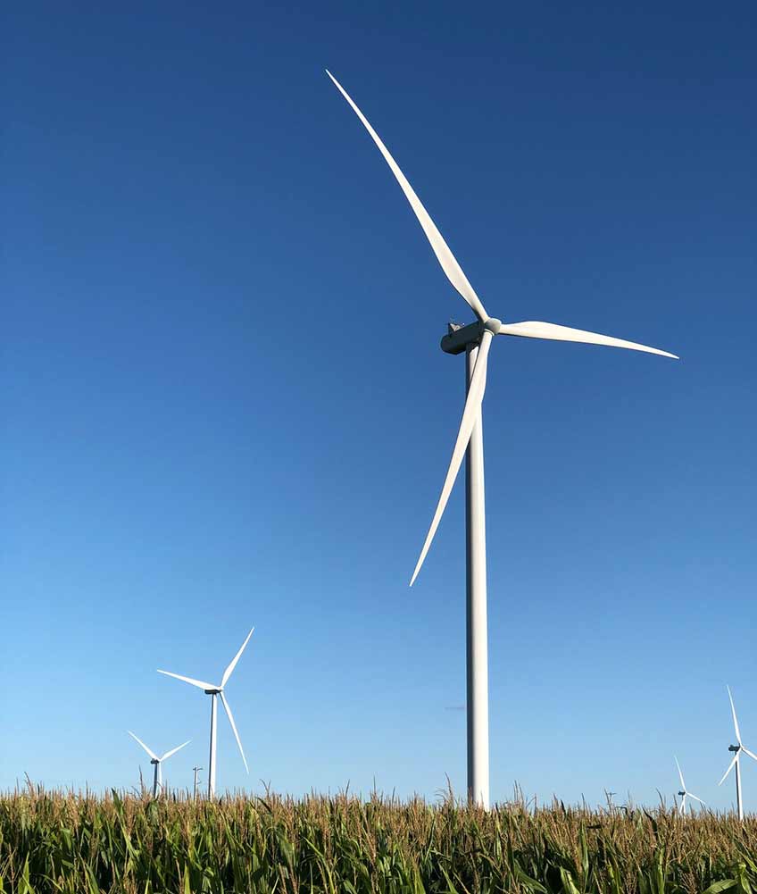 Five tall, white wind turbines loom tall over a field of corn during the day. 