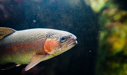 Photo of a close up of the profile of an orange and grey fish swimming in dark waters. Green vegetation on the right-hand side of the image