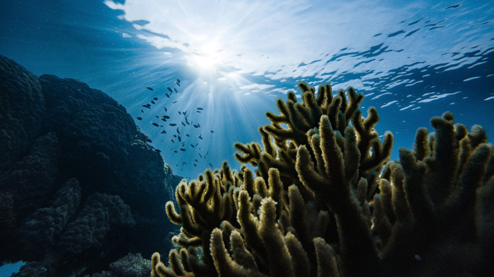An underwater ecosystem of coral reef and fish