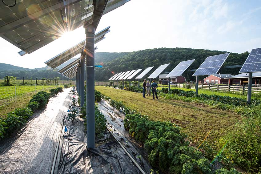 Photo of solar panels in a sunny field, with green, leafy crops growing in the soil beneath the panels, red buildings off to the righthand side, tree-covered hills in the background.
