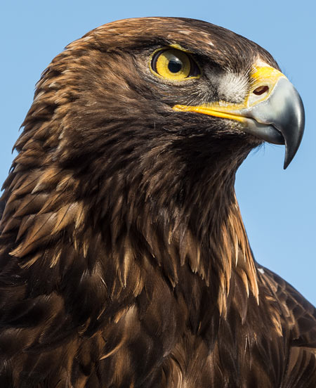 A portrait photo of a golden eagle.