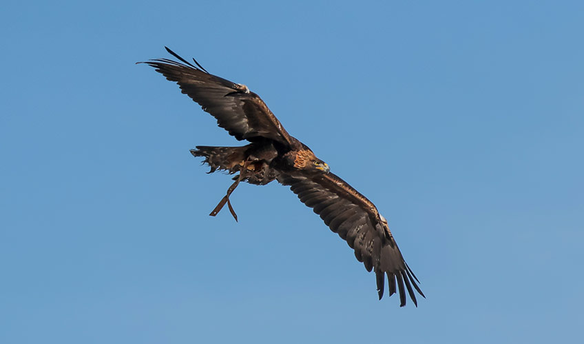 A golden eagle in flight. 