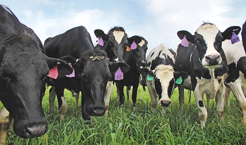 Photo of a group of cows eating grass and looking into the camera lens. These cows live at High Plain Dairy Farms in Gill, Colorado, where the Joint Institute for Strategic Analysis conducted a case study of integrating an anaerobic digestor into dairy operations.