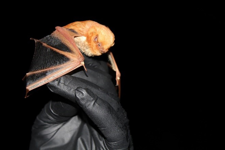 A small bat sits on a gloved hand.