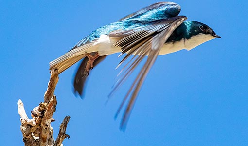 NREL and Project Partners Team-Up To Advance Species Conservation and Wind Energy Deployment