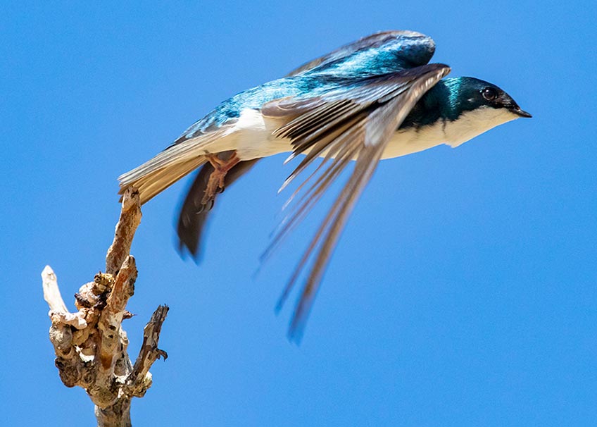 A blue bird takes flight from a tree branch. 