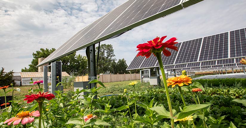 Flowers with solar panels in the background.
