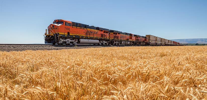 A train going through a wheat field.