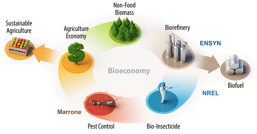 A graphic for Bioeconomy with Non-Food Biomass, Agriculture Economy, sustainable agriculture, Marrone, Pest Control, bio-insecticide, NREL, biofuel, ENSYN, biorefinery.