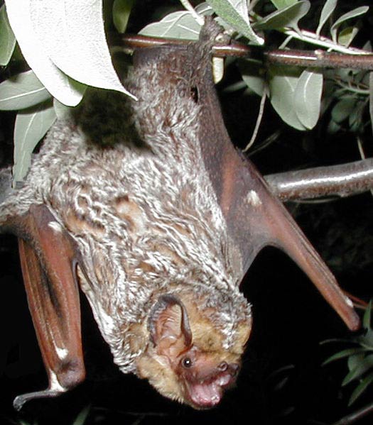 A bat hanging from a tree branch.