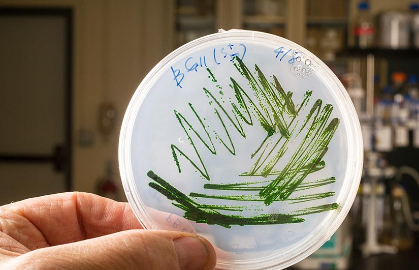A close-up look at a sample of cyanobacteria