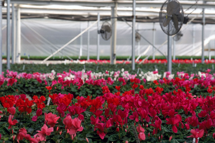 The Masson Radium Springs Farms geothermal greenhouse