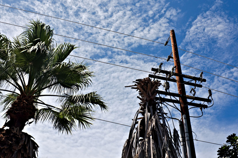 Transmission lines next to palm trees