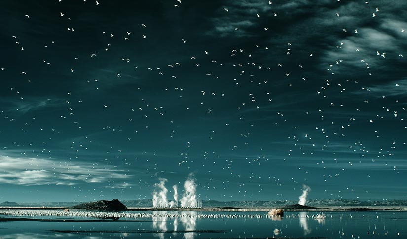 Hundreds of birds flying over a body of water with steam rising from geothermal power plants on the far shore.