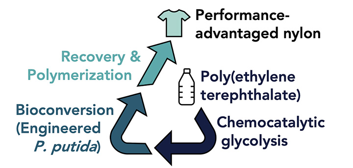 Poly(ethyleneterephthalate), Chemocatalyticglycolysis, Bioconversion (Engineered P. putida), Recovery & Ploymerization recycle graphic.
