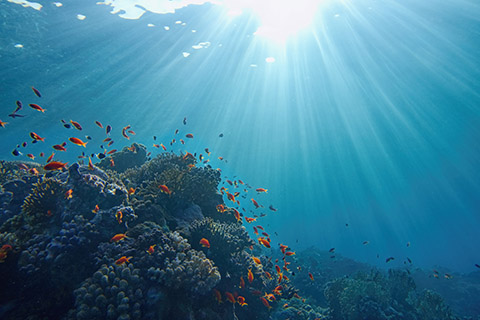 fish swimming near coral reef