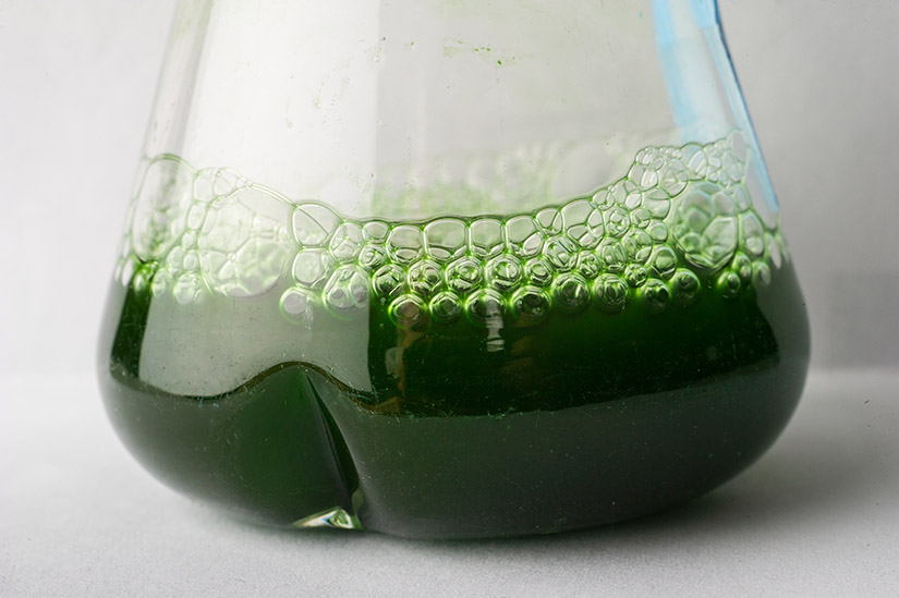 Liquid cyanobacteria culture being grown in a flask in the laboratory.
