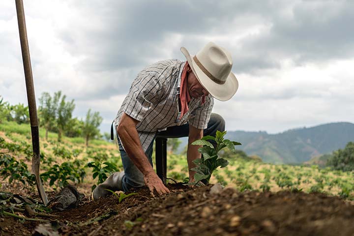 A man sowing the land at a farm