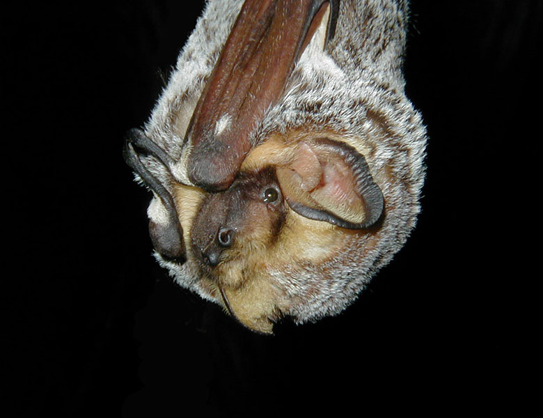 A hoary bat hangs upside down and looks at the camera