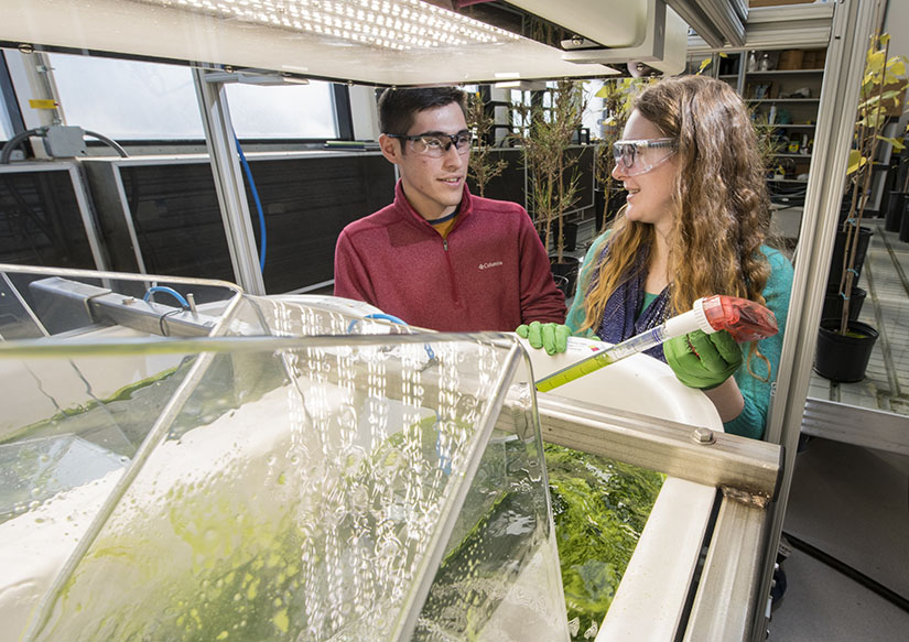 Two researchers take samples from a microalgae pond