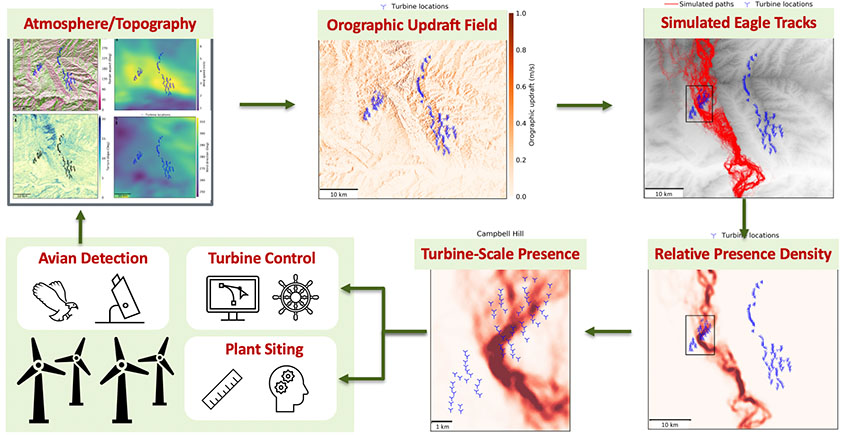 Diagram of maps showing the stages of the model’s outputs from aviation detection to atmosphere/topography to orographic updraft field to simulated eagle tracks to relative presence density to turbine-scale presence and finally to turbine control and plant siting.