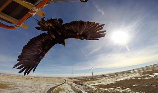 NREL Tool Aims To Predict Interactions Between Soaring Eagles and Wind Turbines