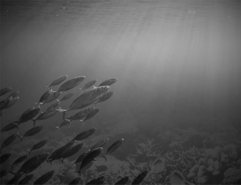 A school of fish swim from the seabed up into rays of sunlight