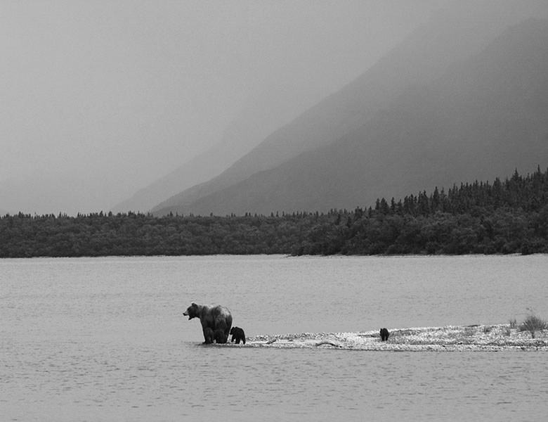 A mother bear teaches her cubs to swim on the edge of Naknek Lake in Alaska’s Katmai National Park.