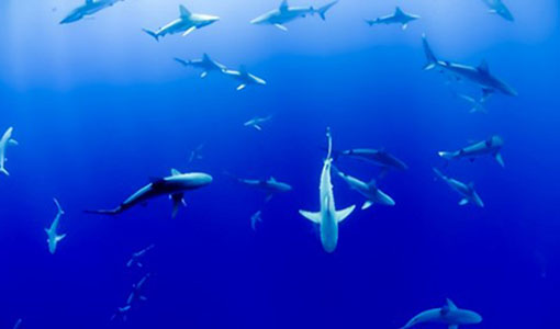 A group of sharks swimming underwater