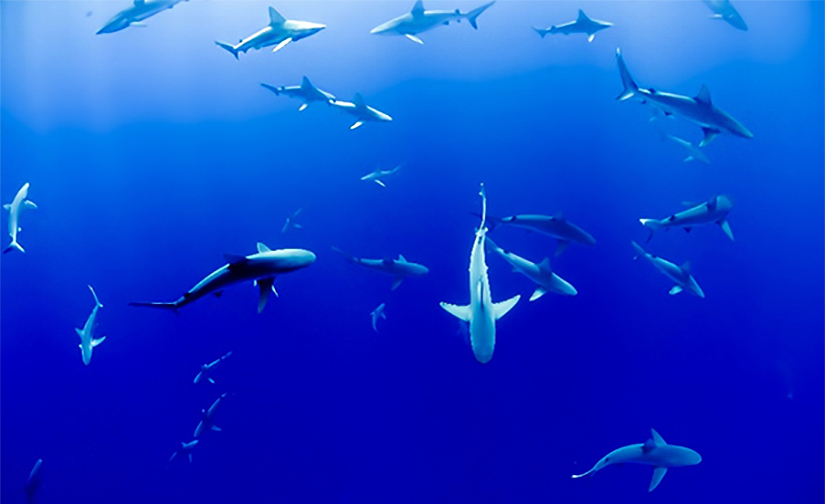 A group of sharks swimming underwater