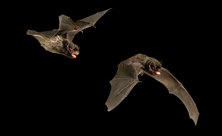 Two silver-haired bats in flight as viewed from the side.
