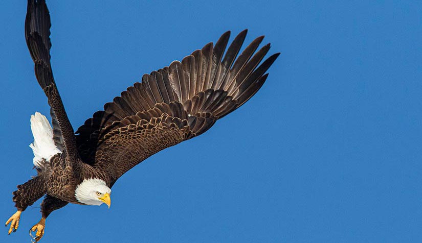 An Eagle soaring through a blue sky just east of the National Wind Technology Center, in northeast Jefferson County, Colorado.