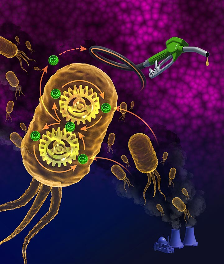 An illustration of bacteria absorbing carbon dioxide from a power plant, with a diagram showing a high-level visual of how it uses NREL’s bicyclic carbon fixing pathway to turn carbon dioxide into acetyl-CoA for use in making fuel.