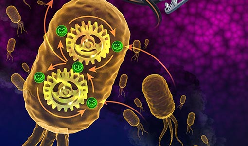 Not Just Bread and Beer—Microbes Can Ferment Carbon Dioxide To Make Fuel, Too