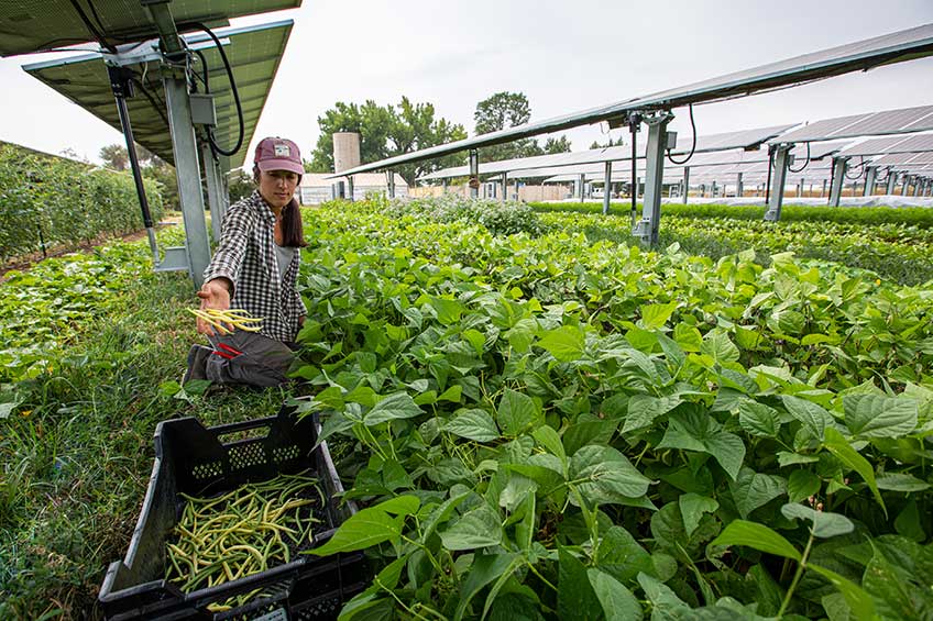 Photograph of a woman picking green beans beneath a row of solar panels.