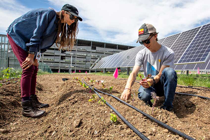 Photograph of two people planting seedlings with solar panels in the background.