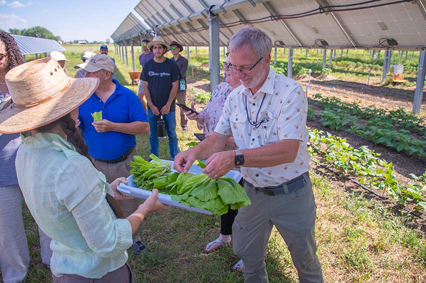 Photograph of a man taking lettuce off a tray with a group of people and solar panels in the background.