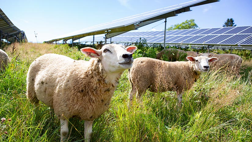 Photograph of sheep with solar panels in the background.