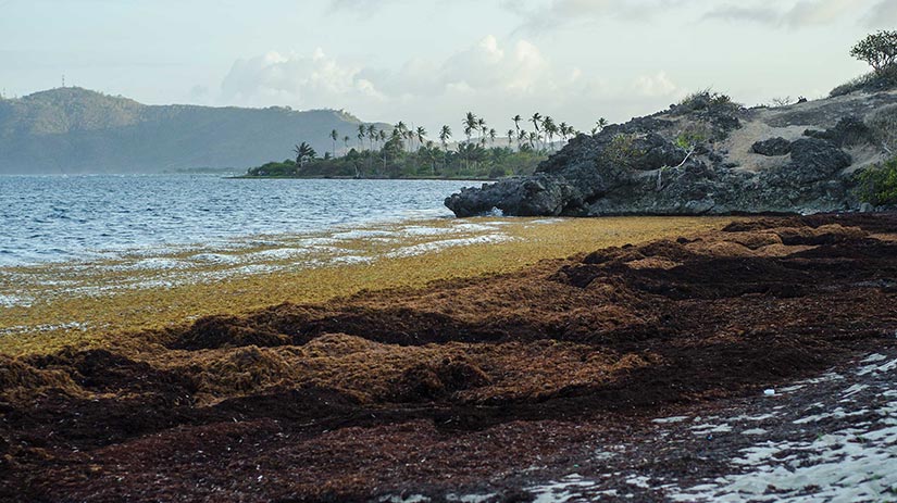 Photo of large amounts of seaweed washed up on a tropical beach.