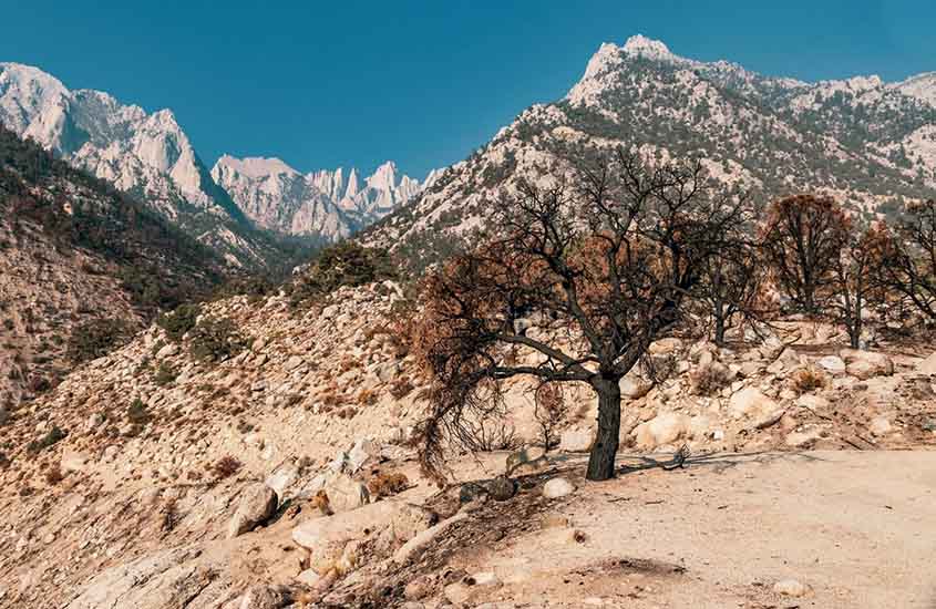 A snow-free mountain range with dry dirt and burnt trees and vegetation.