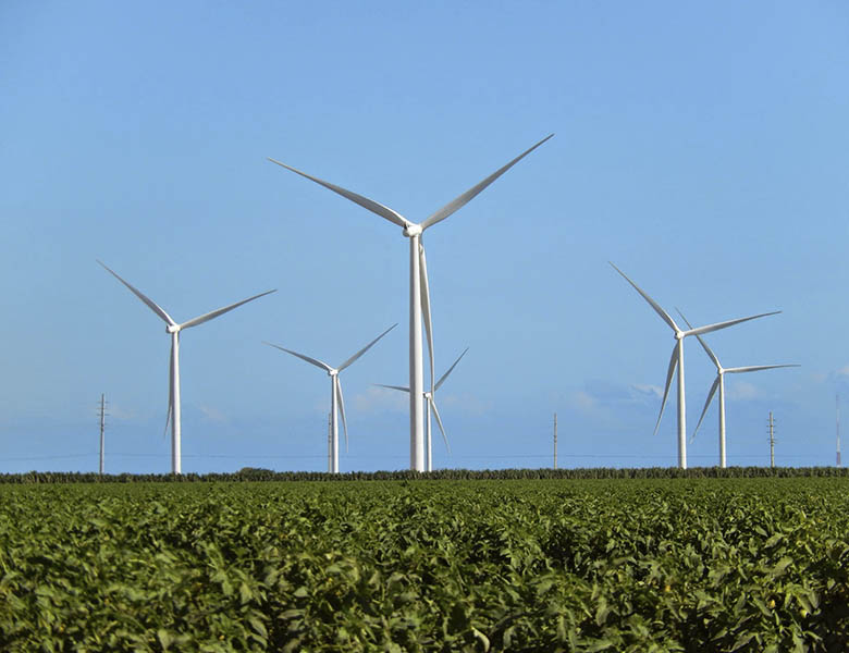 A group of wind turbines rises over an orchard under blue skies.