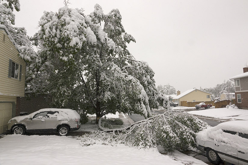 Snow-covered tree branch falls next to car in residential setting.