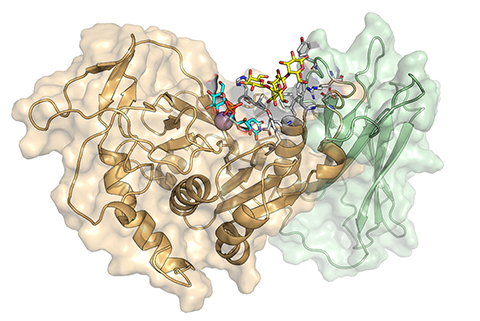 A graphic of the GalS1 enzyme structure.