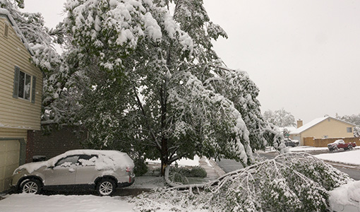 A Pectin-Synthesizing Enzyme May Help Trees Weather Storms. Could It Be Key to More Sustainable Bioproducts?