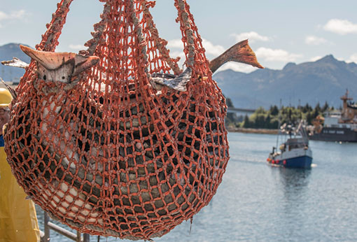 An orange fishing net bulges with caught fish. A small commercial fishing boat travels through the waves toward the camera.