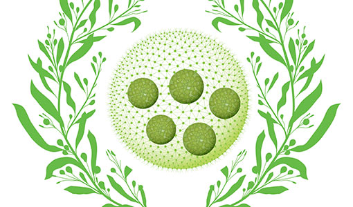 DOE's AlgaePrize Student Competition Returns To Inspire Next-Generation Bioeconomy Professionals