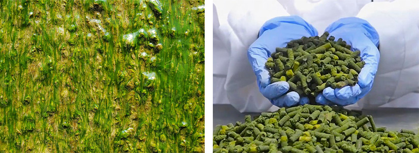 Two images of close-up algal biofilm and gloved hands holding up dried algal pellets.