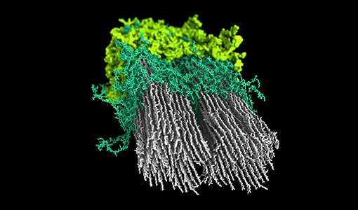 NREL Researchers Produce First Macromolecular Model of Plant Secondary Cell Wall