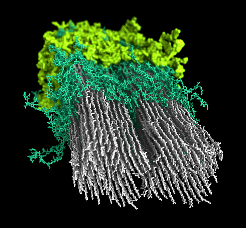 Image shows a macromolecular model of the secondary cell wall in poplar wood.