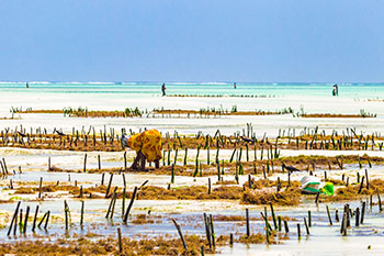 People working on a seaweed farm